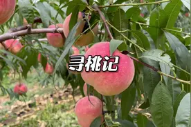 寻桃记。历时十天跑遍山东，只为寻找真正好吃的桃子#桃子视频封面