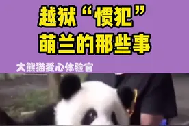 关于越狱大熊猫萌兰不为人知的秘密！！#创作灵感 #大熊猫 #国宝熊猫 #熊猫 #可爱 #萌宠出道计划 #国宝不愧是国宝 