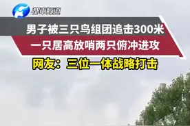 男子被三只鸟组团追击300米，一只居高放哨两只俯冲进攻，网友：三位一体战略打击#神奇动物在抖音 视频封面