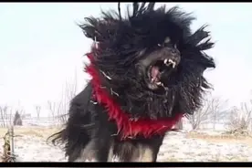 #鬼獒 #藏獒与狼 鬼獒根本就不存在，已经实锤了！视频封面
