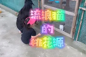 南京的这个流浪猫庄园，里面的毛孩子过着童话一般的生活#流浪猫