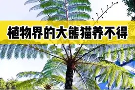 植物界的“大熊猫”，可以长成大树的蕨类植物——桫椤，千万别私自挖取养殖！#保护植物 #桫椤 #绿植花卉 视频封面