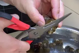 家庭版辣炒大大大田螺做法，感谢朋友们的支持#美食 #美食趣胃计划