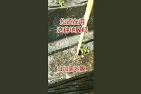 冬季用白膜#作品推广 #农业技术#蔬菜种植视频封面