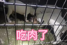 50天小杜高第一次吃肉就能看到他们的小脾气😂😂😂#自繁自养视频封面