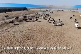 牛犇！去新华镇维创现代化奶牛养殖基地看牛气冲天！视频封面