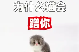 为你揭秘猫咪蹭你的原因，你喜欢你家猫蹭你吗？反正我喜欢极了~ @喵姨严选视频封面