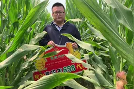 顺鑫京科智慧玉米京农玉658山东省官方审定第一名 鲁审玉20210001视频封面