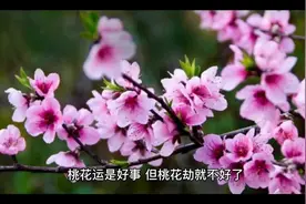 十二生肖桃花劫年龄图视频封面
