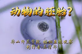 神奇的微观世界:一种动物的胚胎？#显微镜下神奇的世界视频封面