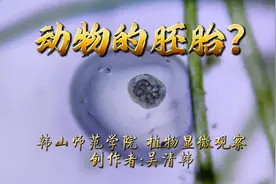神奇的微观世界:一种动物的胚胎？#显微镜下神奇的世界视频封面