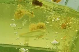 游泳洗澡，不仅仅是搓搓泥，浴后还有全身的护理视频封面