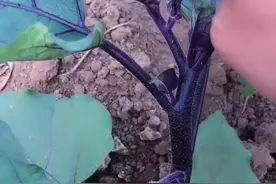 #抖音助农 #茄子打侧枝 #茄子打叉新技巧 #茄子  #种植小技巧 