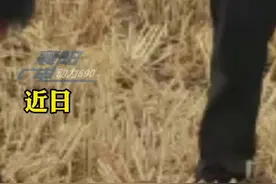 襄阳一村民麦地里挖出一颗炮弹视频封面