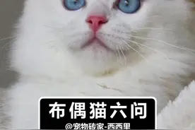 布偶猫6问 #布偶猫 #萌知计划 #抖in萌宠计划 #宠物知识