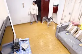 趁我在屋里睡着了，我的两只二哈竟然把小姐姐关在家里了！#萌宠出道计划 #文明养狗视频封面