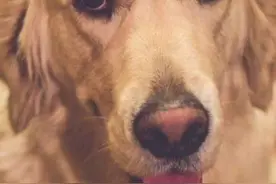 金毛犬的优点和缺点#萌宠出道计划 #养宠进阶指南 #私人宠物医生安爸视频封面