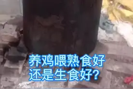 养鸡喂熟食好吗？#原生态乡村生活 #农村生活 #养殖 #科学养鸡 #土鸡 @抖音短视频视频封面