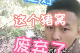 猪可不笨，还会搭窝呢#涨知识 #科普 #野外 #东北 #户外 #我的乡村生活 视频封面