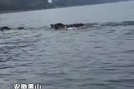 场面壮观！#8头野猪结伴横渡黄山太平湖，当地区林业局表示这是常见的觅食行为。视频封面