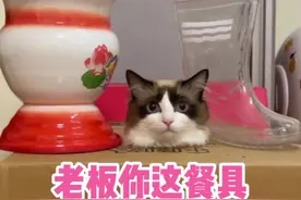 这餐具也太搞笑了吧！#猫咪的迷惑行为 #鸟语花香喂食器视频封面