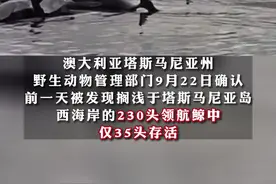 相关部门确认：#230头鲸搁浅澳大利亚塔斯马尼亚州西海岸，仅35头存活视频封面