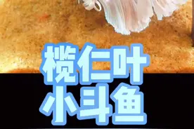 #小七歌 如何养斗鱼，榄仁叶必不可少。#泰国斗鱼视频封面