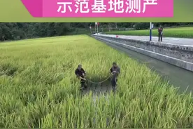 南丹罗户铙“稻田养鱼”示范基地测产：亩均产“稻鱼”收入12000元！#农业种植 #乡村振兴dou行动 #政媒原创作者联盟 #广西新闻早知道 @抖音短视频视频封面