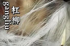 #杠柳#北五加皮#香加皮#植物#草药@抖音短视频 亦花亦叶亦菩提