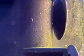 虾的日常：鱼缸里出现很多白色的小虫子视频封面
