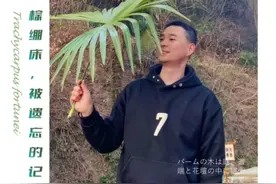 棕榈树，不仅四季常绿，它还能做床垫，做蓑衣，真的是好看还好用的植物。#我的乡村生活 #花园生活 #大自然 视频封面