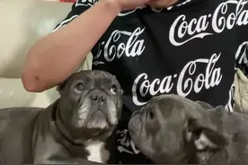 #萌宠出道计划 #假装在狗狗面前哭 #爆肚也是只狗 #肥牛还是只狗 假装在狗狗面前哭视频封面