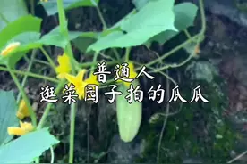 去菜园摘菜这样拍太美了#手机摄影 #