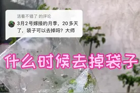 回复 @活着不错了的评论 嫁接套了袋子的什么时候可以去掉？应该怎么去掉才安全？#月季 #养花小知识 #一花一草一世界 #园艺 #养花 #家庭养花 @抖音短视频 @DOU+小助手视频封面