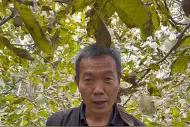 核桃树枝条干枯的原因#核桃树管理#核桃树#核桃苗#核桃树修剪 #新农人计划2022视频封面