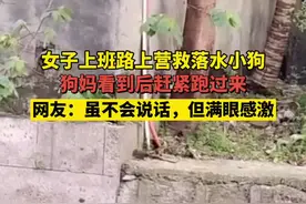 暖心！女子上班路上营救落水小狗，看到狗妈赶来后，一切都值了视频封面