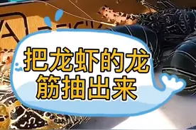 给龙虾抽龙筋视频封面