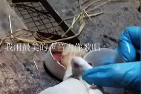 看看我们乡下邻居养殖老鼠每年在家里也可以收入十万以上