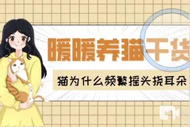 第5集｜猫为什么频繁摇头挠耳朵 #耳螨 #猫耳螨 #猫摇头视频封面