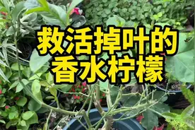 救活掉叶的香水柠檬，打破僵苗刺激生长，叶子长的更旺盛一点视频封面