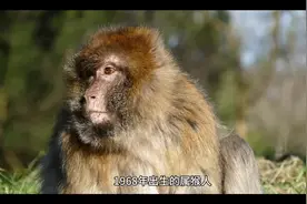 1968年出生的属猴人运势及运程如何#属猴 #68年的猴 #猴子视频封面