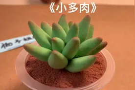 好多朋友说多肉颜色不会调，今天教小伙伴做一个简单的小多肉吧！