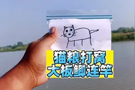 #创作灵感 猫粮打窝有惊喜？看了今天的水下测试视频封面