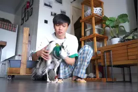 前半生的命运很悲惨  后半生一定是幸福的#残疾动物 #宠物摄影师视频封面