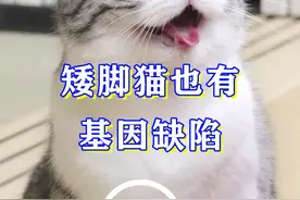 矮脚猫有基因缺陷？曼基康虽萌， 饲养时务必注意这一点！#矮脚猫 #曼基康矮脚猫视频封面