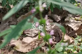 益母草，又名：蓷、茺蔚、坤草等，有活血、祛淤、调经、消水的功效。#大自然的馈赠 #野生草药 #中医 #中药