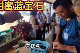 蓝宝石葡萄跌落神坛，为啥现在不推荐规模种植，阳光玫瑰靠谱吗？视频封面