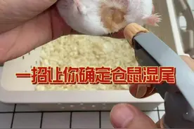 #金丝熊 #仓鼠  一招教新手准确的判断仓鼠湿尾
