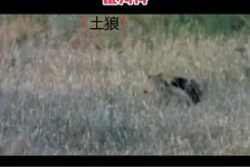 #野生动物 #动物世界 #万物皆有灵性 #鬣狗 求你们别再给我科普鬣狗是猫科了好吗？每次听到都尴尬死了