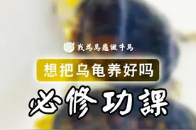 螺蛳壳里养乌龟，登着梯子来换水。#龟 #宠物龟 #蛋龟 #养龟日常 #白唇泥龟 #观赏龟 #神奇动物在抖音 